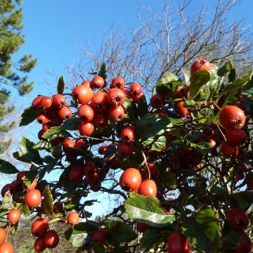 Orapihlaja - Crataegus grignonensis