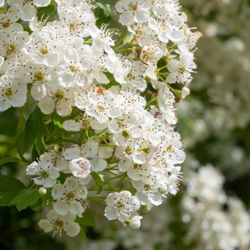 Pyöröorapihlaja - Crataegus laevigata