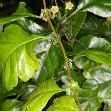 Pyöröorapihlaja Auriculata