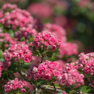 Pyöröorapihlaja Rosea Flore Pleno
