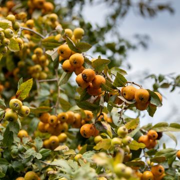 Meksikonorapihlaja - Crataegus mexicana