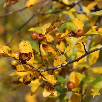 Etelänorapihlaja Crataemespilus