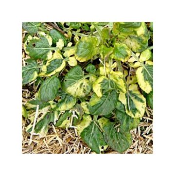 Peltokanankaali Variegata - Ferme de Sainte Marthe