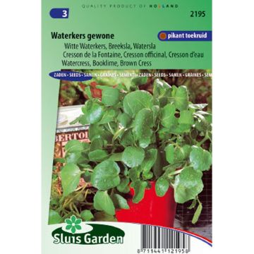 Isovesikrassi - Nasturtium officinale