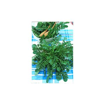 Krassikanankaali praecox- Barbarea verna