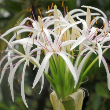 Aasiankriinumi - Crinum asiaticum