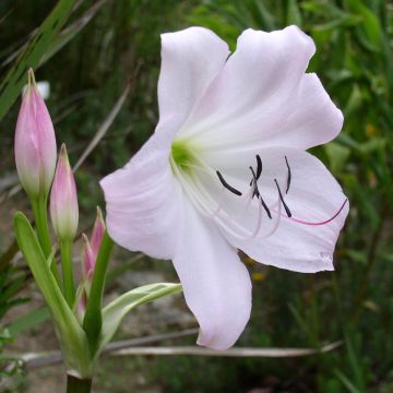 Kapmaankriinumi - Crinum moorei
