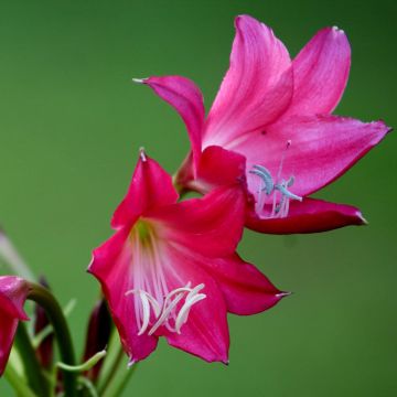 Kriinumi Ellen Bosanquet