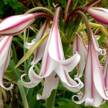 Kriinumi Striped Beauty