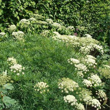 Merifenkoli - Crithmum maritimum