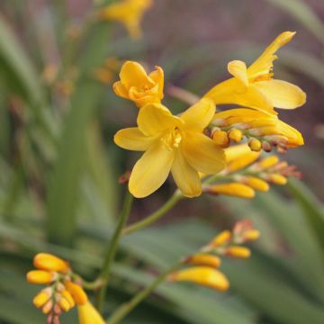 Ruostekukka Sunglow