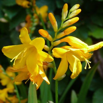 Ruostekukka Buttercup