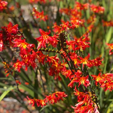 Ruostekukka James Coey