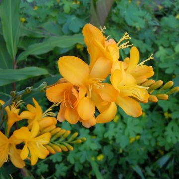 Ruostekukka Paul’s Best Yellow