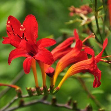 Ruostekukka - Crocosmia masoniorum