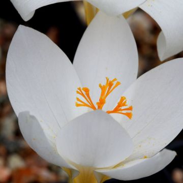 Syyssahrami Crocus Speciosus Albus