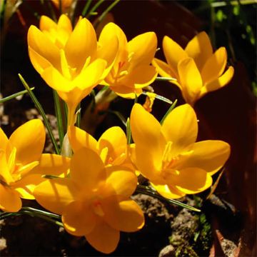Kevätsahrami Golden Bunch