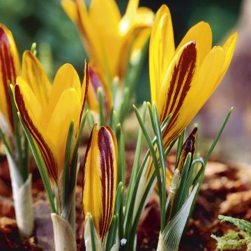 Armeniansahrami - Crocus angustifolius