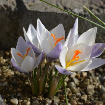 Sinisahrami Fairy