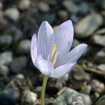 Syyriansyyssahrami - Crocus kotschyanus