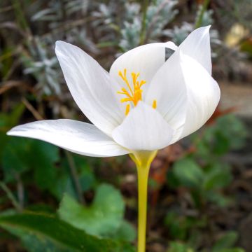 Kevätsahrami - Crocus ochroleucus