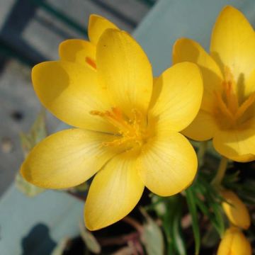 Kevätsahrami - Crocus ancyrensis