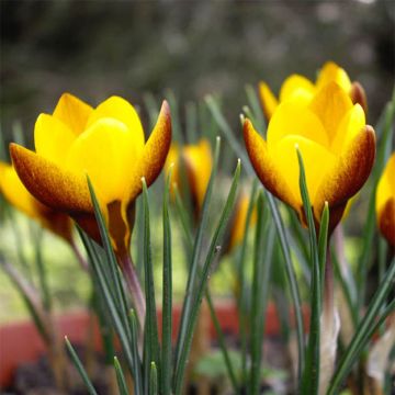 Kultasahrami Zwanenburg Bronze