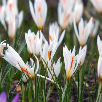 Kevätsahrami - Crocus fleischeri