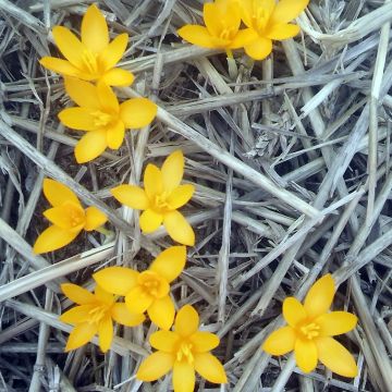 Kevätsahrami - Crocus gargaricus