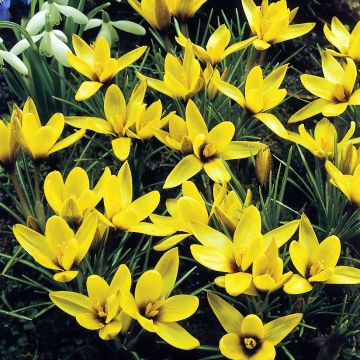 Korolkowinsahrami - Crocus korolkowii