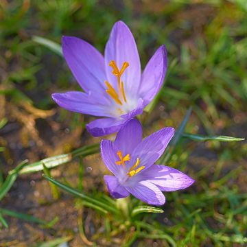 Kevätsahrami - Crocus ligusticus