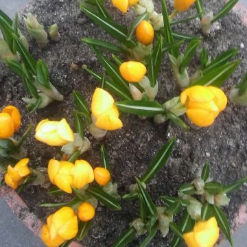 Kevätsahrami - Crocus olivieri subsp. olivieri