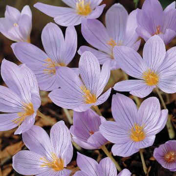Makedoniansyyssahrami - Crocus pulchellus