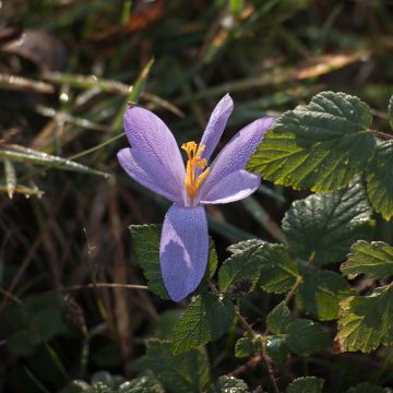 Kevätsahrami - Crocus serotinus subsp. salzmannii