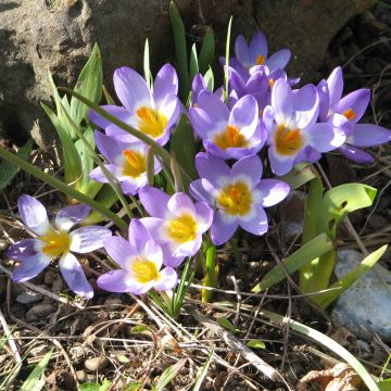 Sieberinsahrami Tricolor