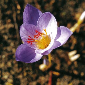 Syyssahrami Cassiope
