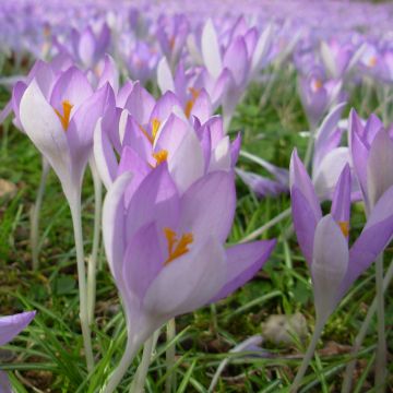 Tähtisahrami - Crocus tommasinianus