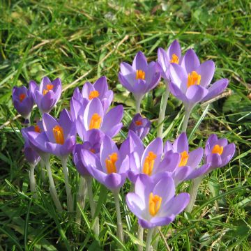 Tähtisahrami Barr's Purple