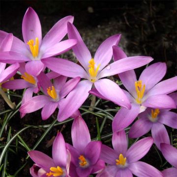 Tähtisahrami Roseus