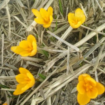 Kevätsahrami - Crocus vitellinus