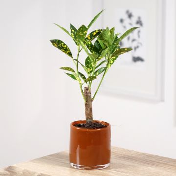 Ihmepensas Aucubaefolia