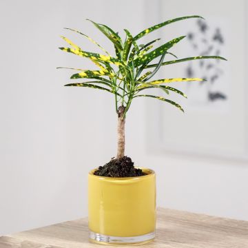 Ihmepensas - Codiaeum variegatum var. pictum