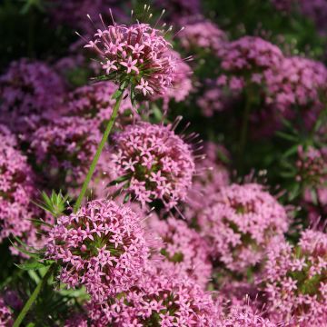 Pallomatara - Phuopsis stylosa