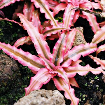 Viirupiilokukka Pink Star