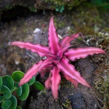 Viirupiilokukka Super Pink