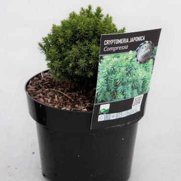 Sugi Compressa