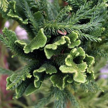 Sugi Cristata