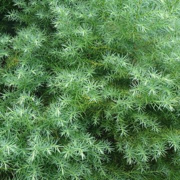Sugi Elegans