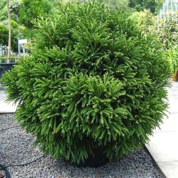 Sugi Globosa Nana