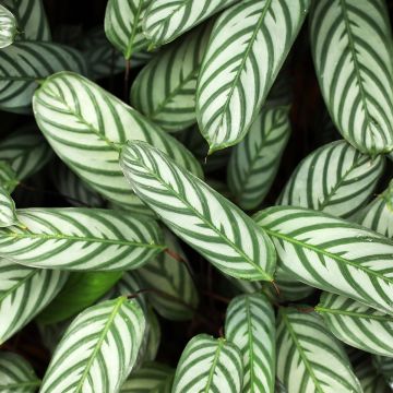 Hopearaitamatti - Ctenanthe setosa